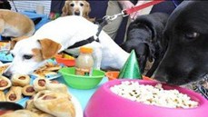 Diamond Dog Food & Bakery