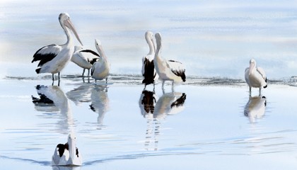 Pelican