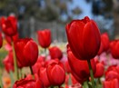 AUSPICS - Images & Photos on Canvas