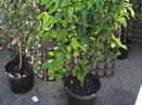Nielsen's Nursery