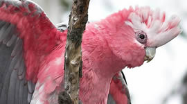 Aviary Birds at Nunawading Bird & Pets