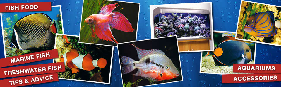 Welcome to H2O Aquariums - Mansfield Park - 08 8345 5005