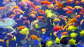 H2O Aquarium fish