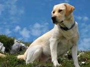 Labrador