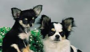 Chihuahua