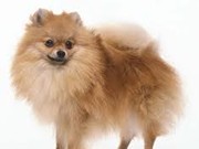 Pomeranian