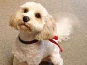 Cavoodle (Cavalier X Toy Poodle)